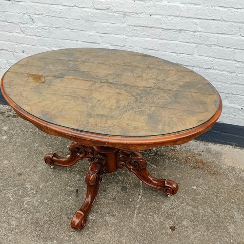 Glass topped antique burr - glass,